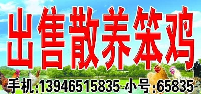 笨鸡门头图片