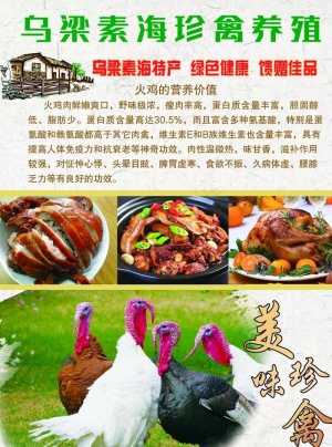 火鸡海报图片