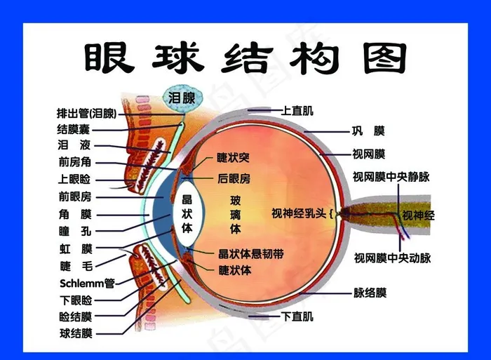 眼球结构图图片