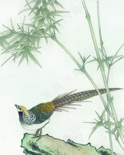 吉祥鸟图片