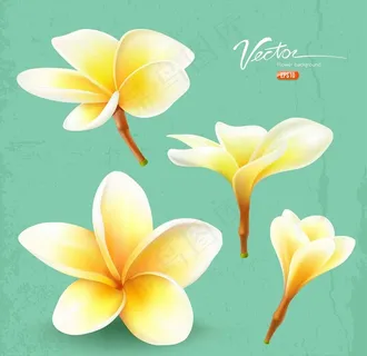 鸡蛋花图片 鸡蛋花图片