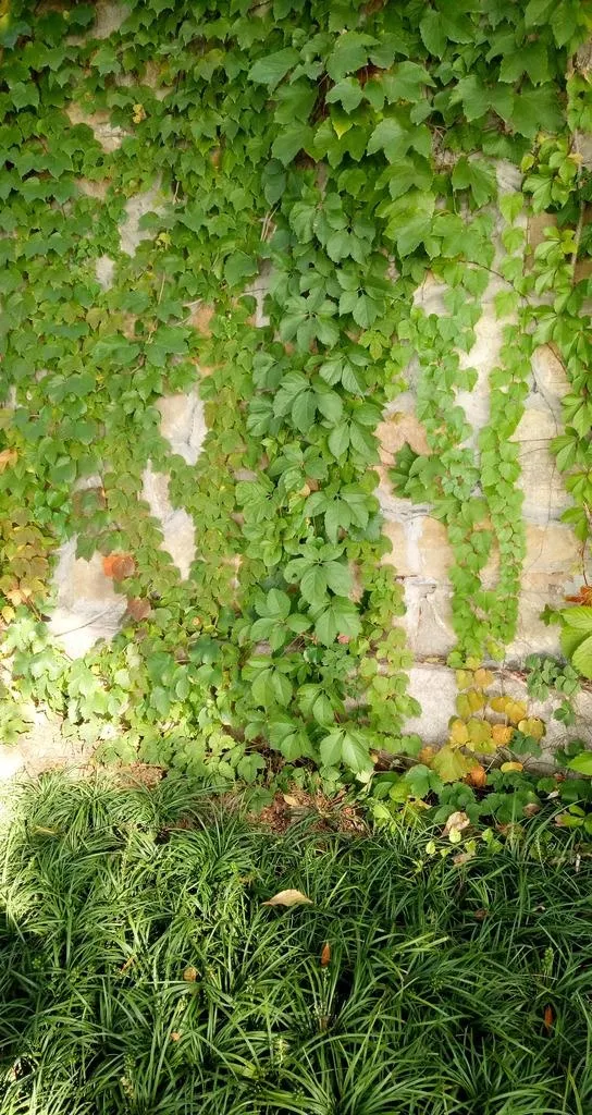 爬山虎背景图片