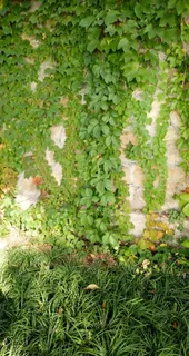 爬山虎背景图片