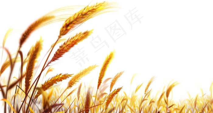 麦穗图片(3543X1992(DPI:300))psd模版下载