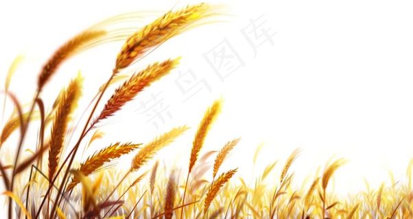麦穗图片