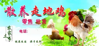 散养走地鸡图片