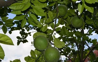 正宗化橘红图片