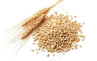 小麦稻谷图片