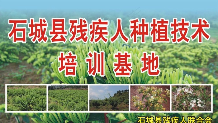 残疾人种植金银花图片