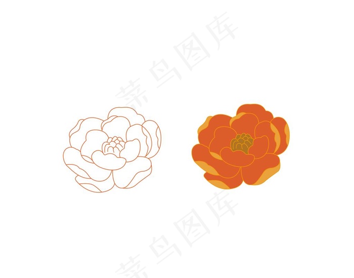 牡丹花图片