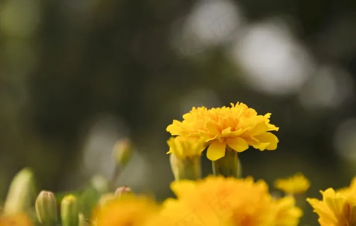 小菊花图片