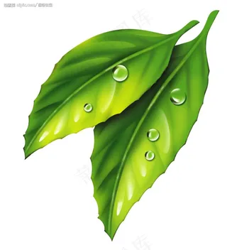 PSD分层叶子图片