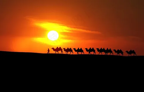 沙漠骆驼图片 沙漠骆驼图片