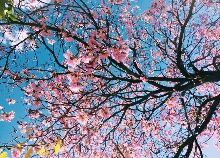 樱花图片