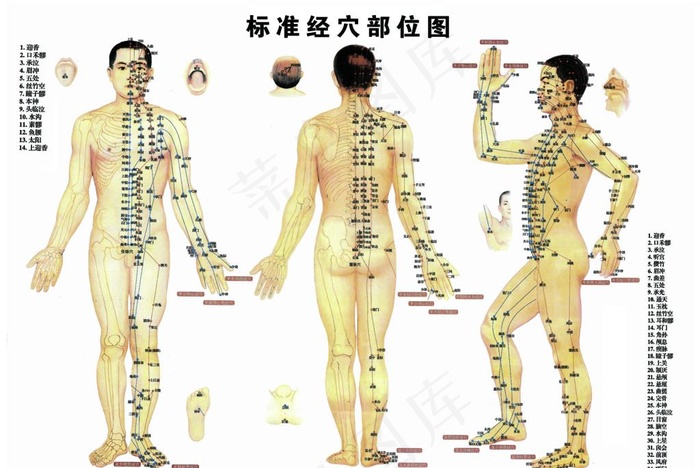 经络图图片(11811X8268(DPI:150))psd模版下载