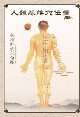 人体穴位图图片