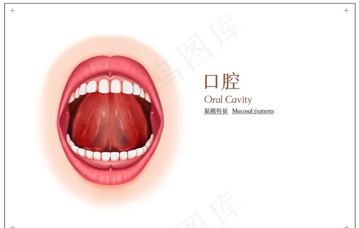 口腔构造社会公益展板素材图片psd模版下载