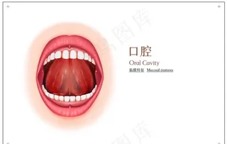 口腔构造社会公益展板素材图片