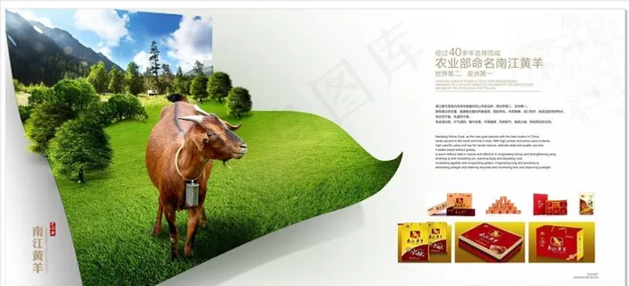 南江黄羊图片 南江黄羊图片