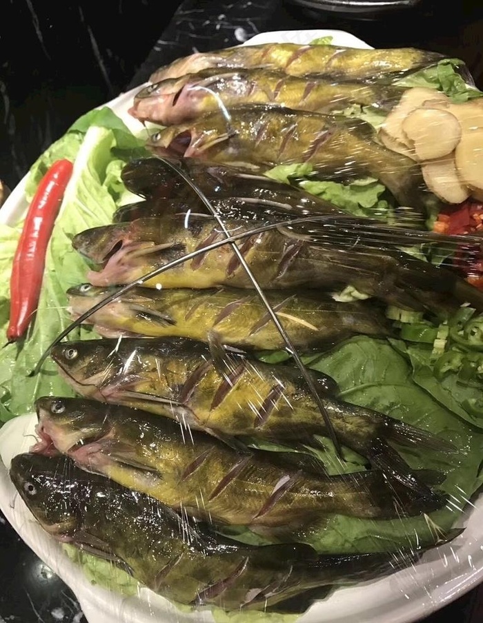 黄骨头鱼图片