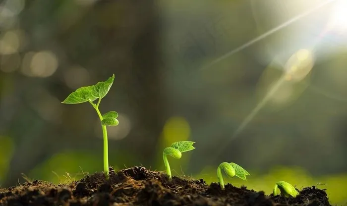 发芽的植物图片