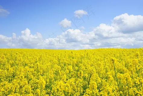 油菜花田图片 油菜花田图片