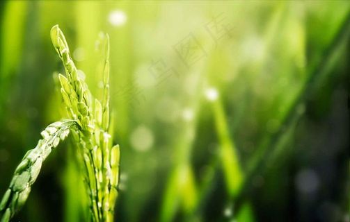 水稻背景图片