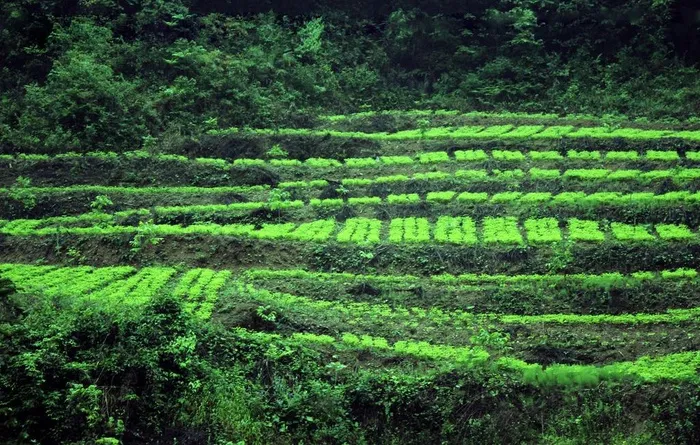 白果苗圃图片