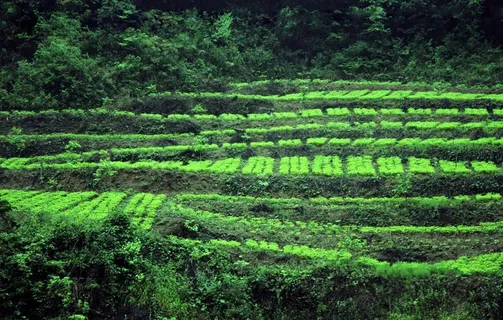 白果苗圃图片 白果苗圃图片