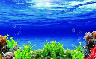 鱼缸背景图片
