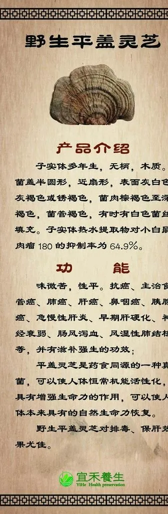 灵芝图片