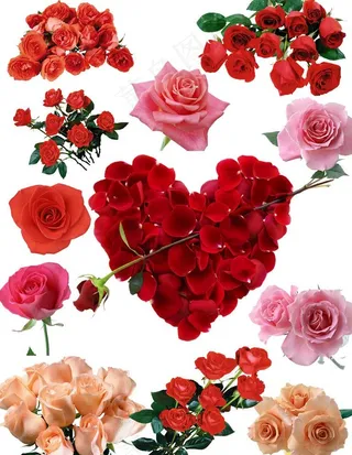 玫瑰花素材图片