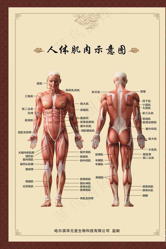 人体肌肉示意图图片