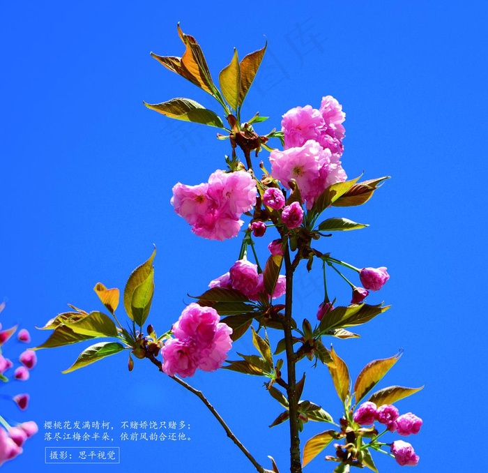 樱花图片