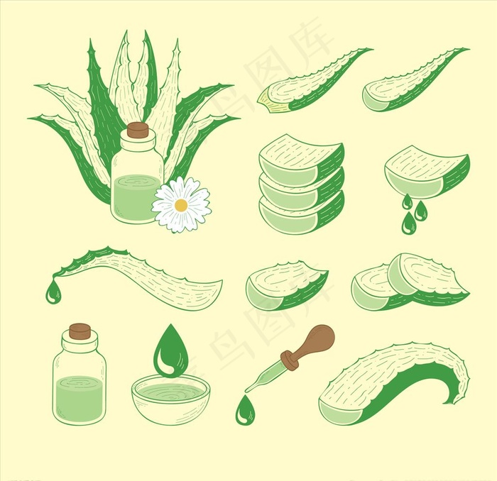 芦荟相关图片