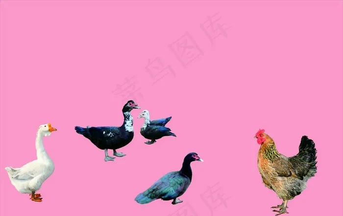 鸡实物图  鸭子实物图 水鸭图片cdr矢量模版下载