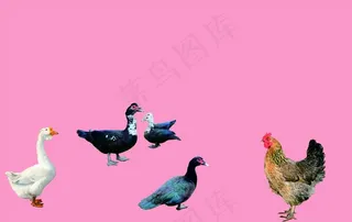 鸡实物图  鸭子实物图 水鸭图片
