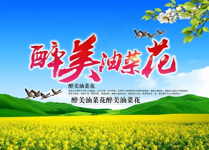 油菜花海图片