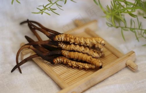 冬虫夏草图片 冬虫夏草图片