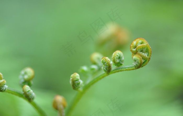 林间的蕨菜摄影美图图片