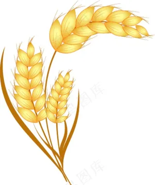 麦穗图片