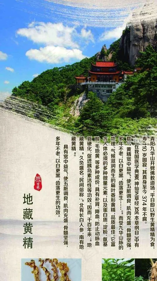 九华黄精图片(2756X4724(DPI:100))psd模版下载