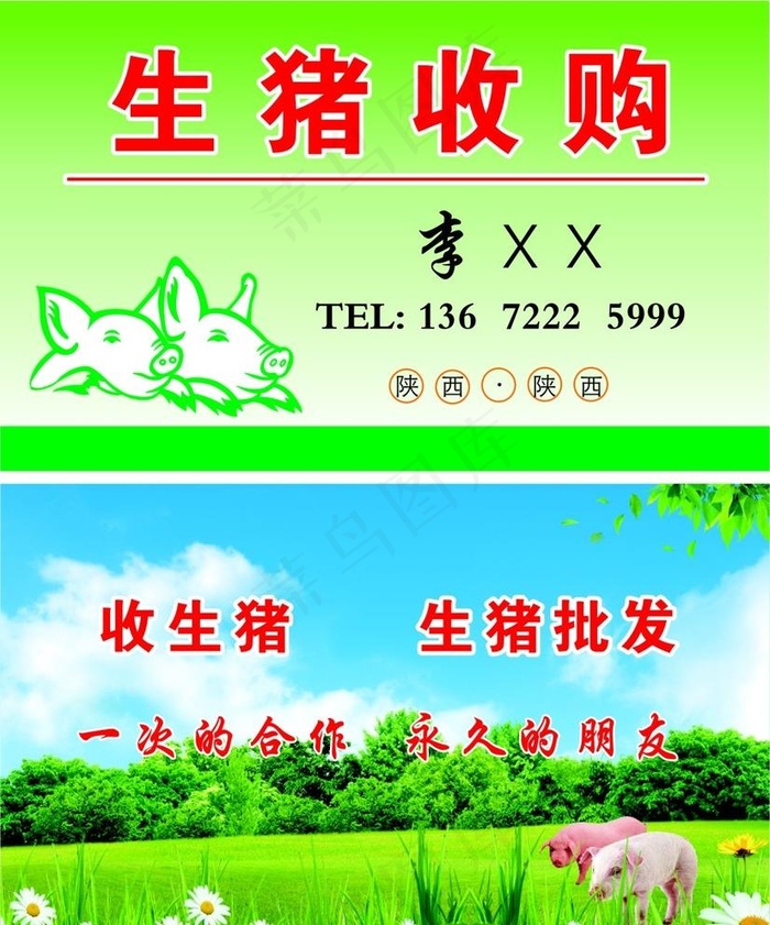 生猪收购名片猪图片