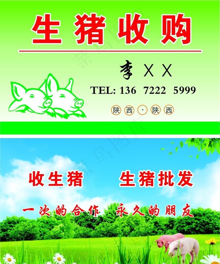 生猪收购名片猪图片