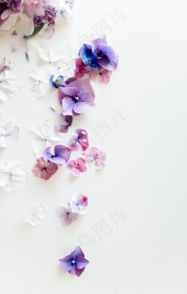 花图片