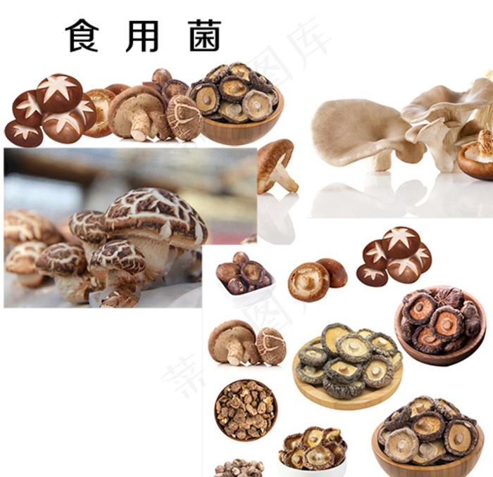 食用菌图片