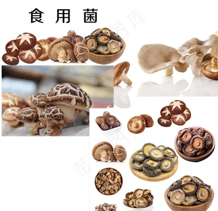 食用菌图片psd模版下载