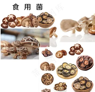 食用菌图片 食用菌图片