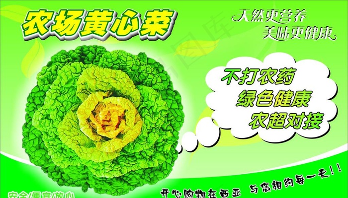 黄心菜图片cdr矢量模版下载