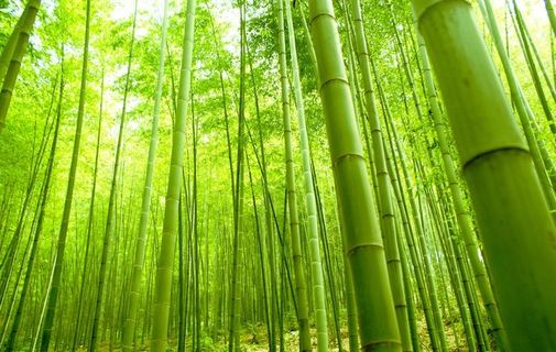 竹子图片